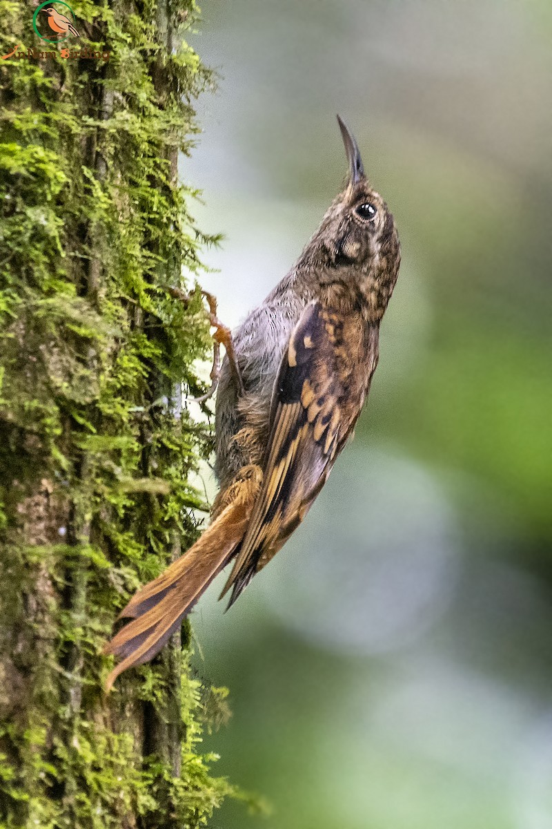 Hume's Treecreeper - Dinh Thinh