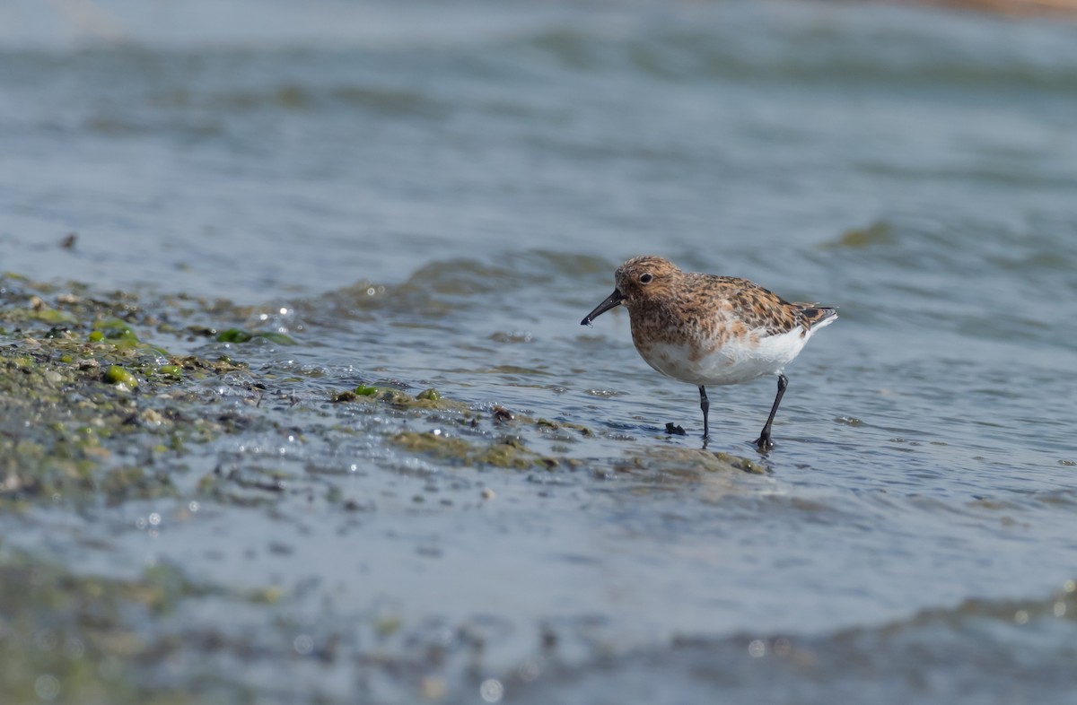 Sanderling - ML163827971