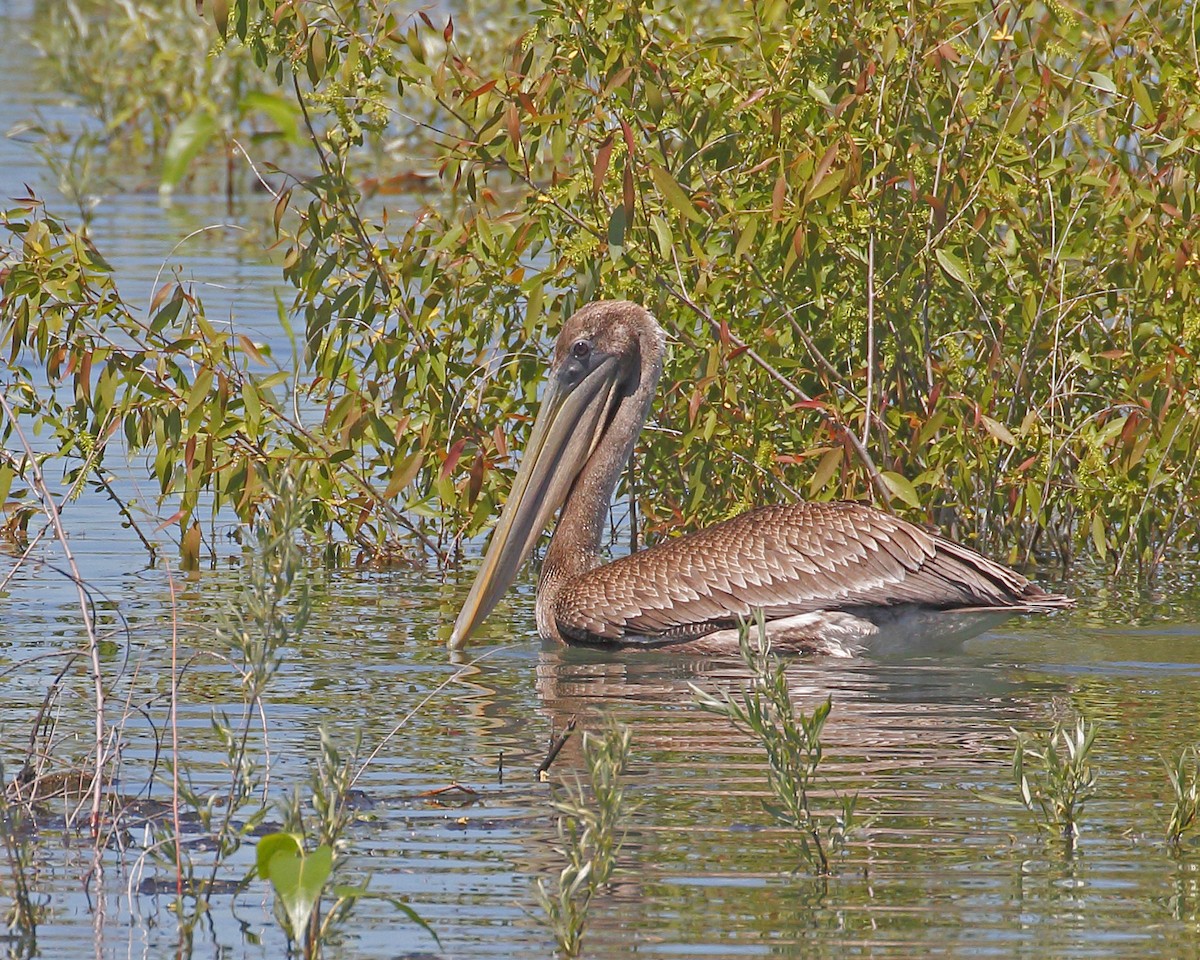 pelikán hnědý - ML163828331