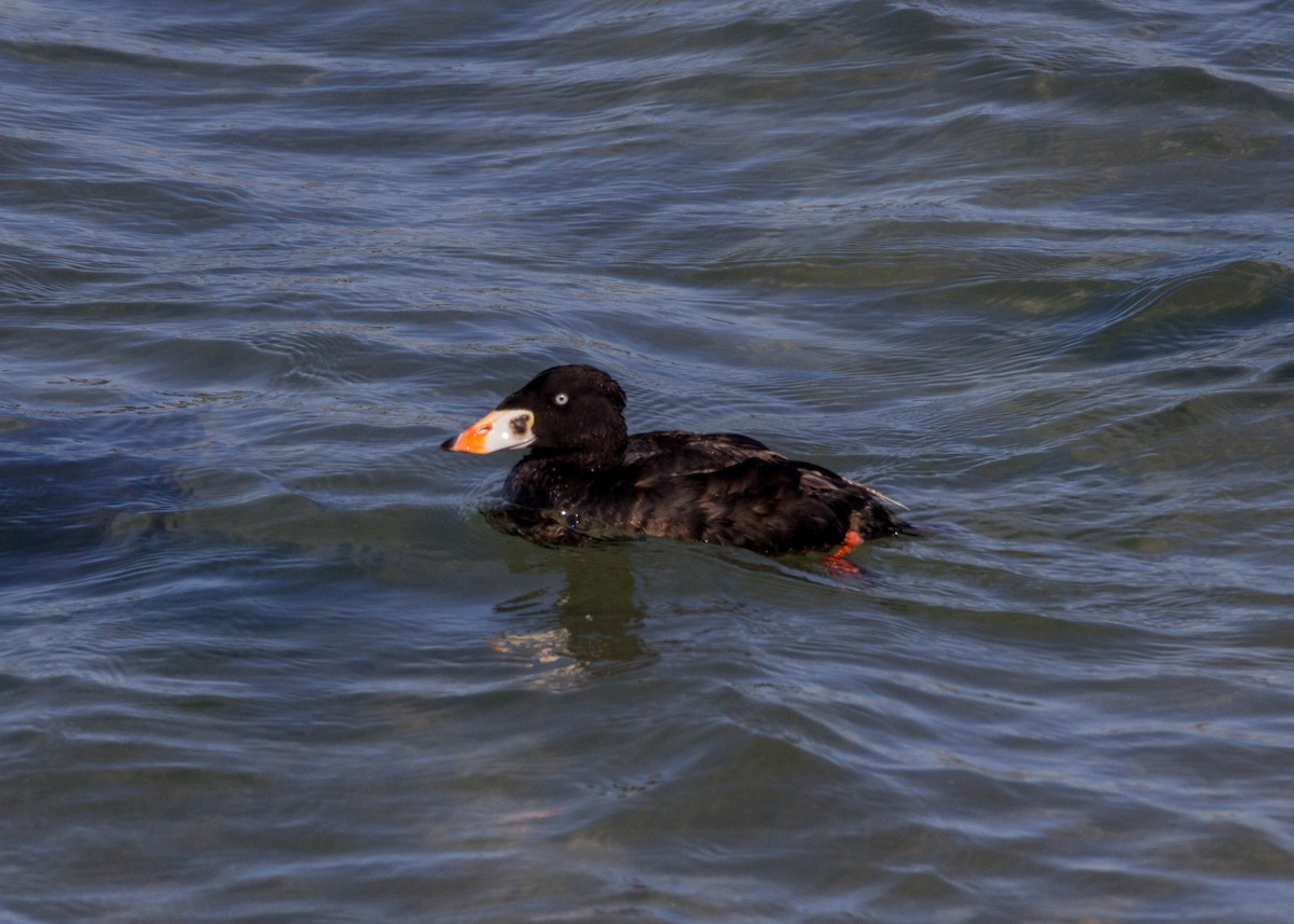 Surf Scoter - Tom Lally