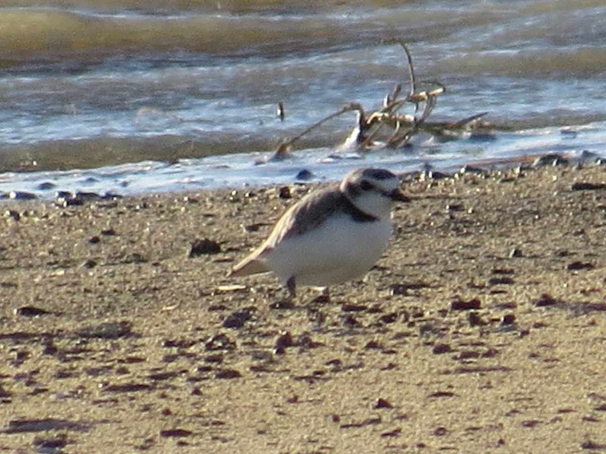 Snowy Plover - ML163832541