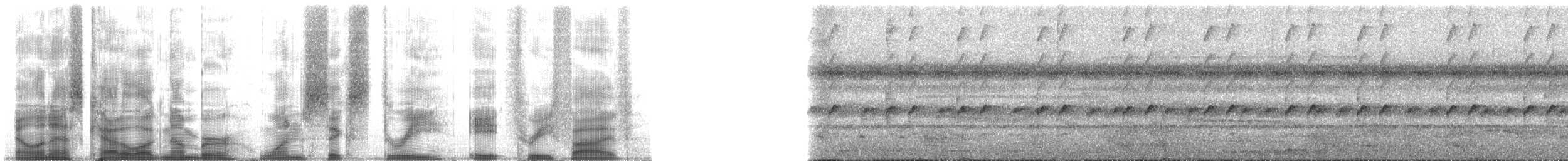 Strichelbrust-Ameisenpitta - ML163835