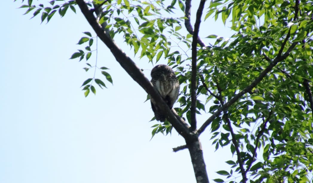 Asian Barred Owlet - ML163835041