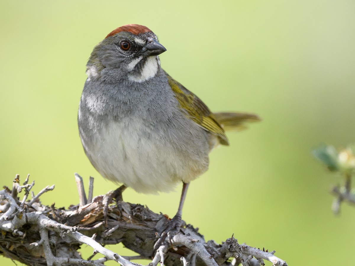 Green-tailed Towhee - Darren Clark