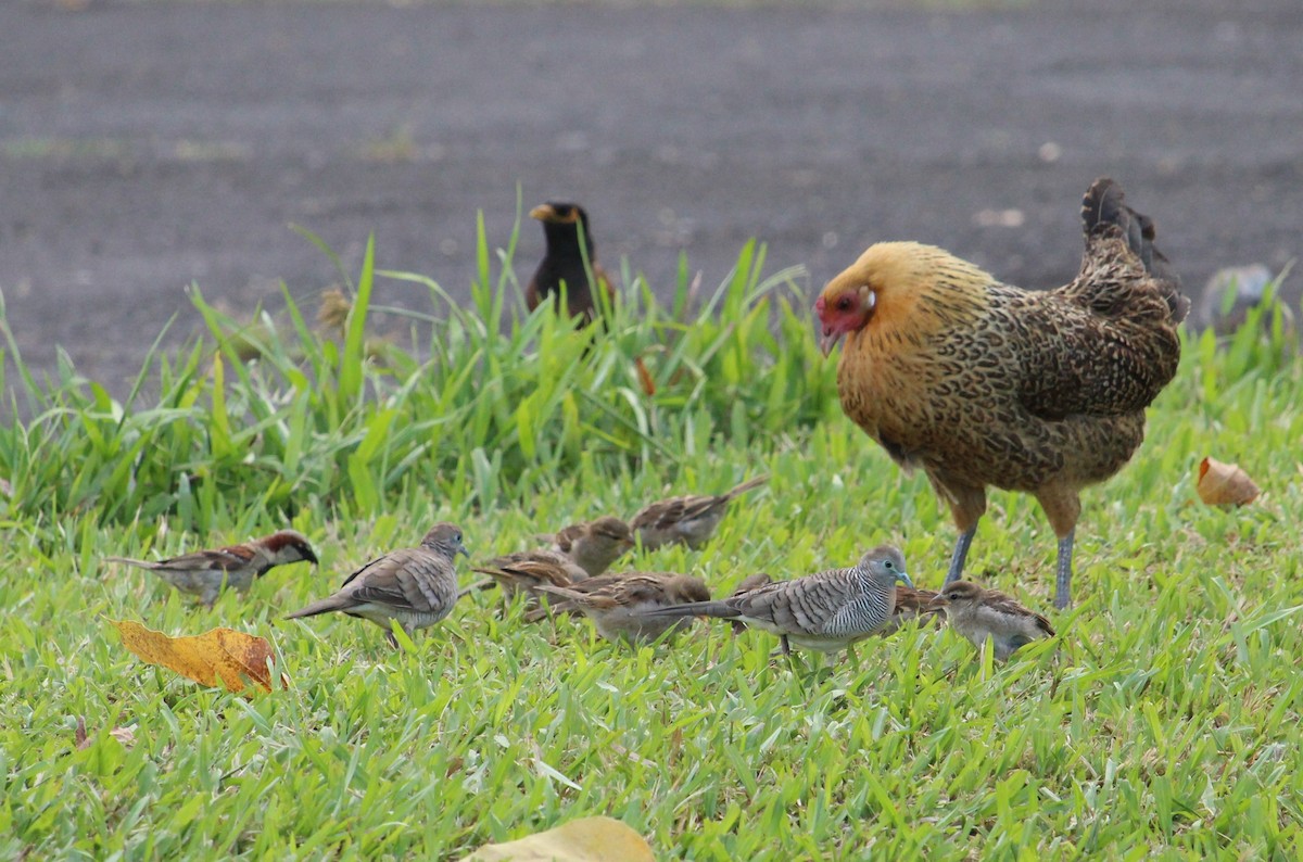 Red Junglefowl (Domestic type) - ML163838731