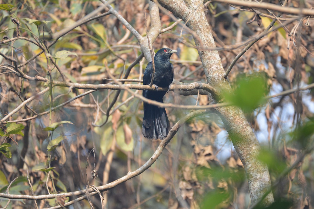 Asian Koel - Sandeep Biswas