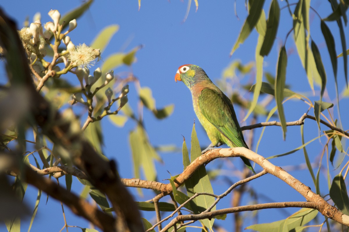 Varied Lorikeet - ML163844321