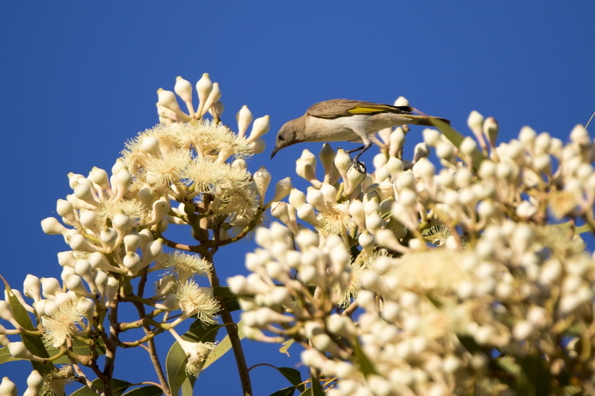 Rufous-throated Honeyeater - ML163844341