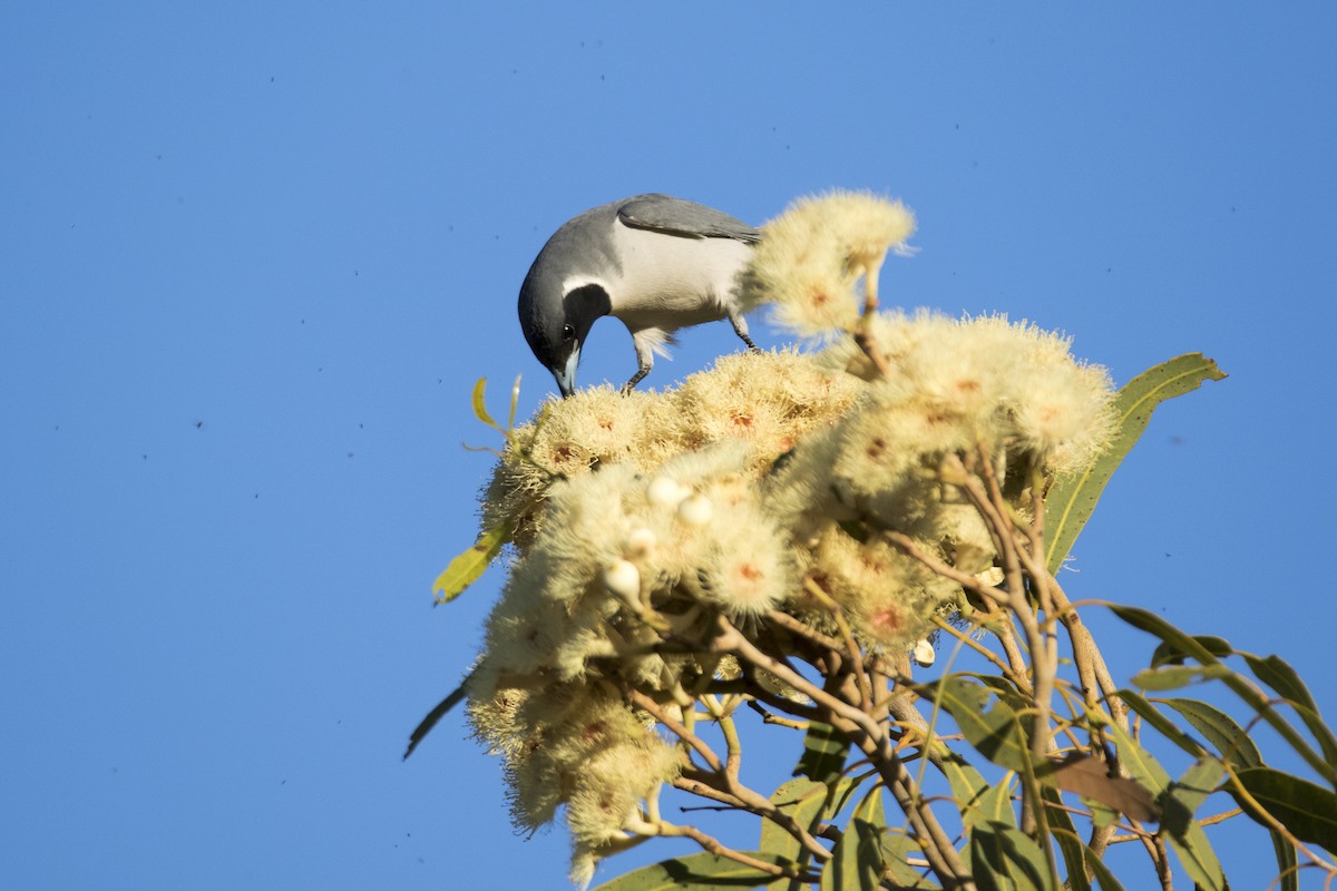 Masked Woodswallow - ML163844351