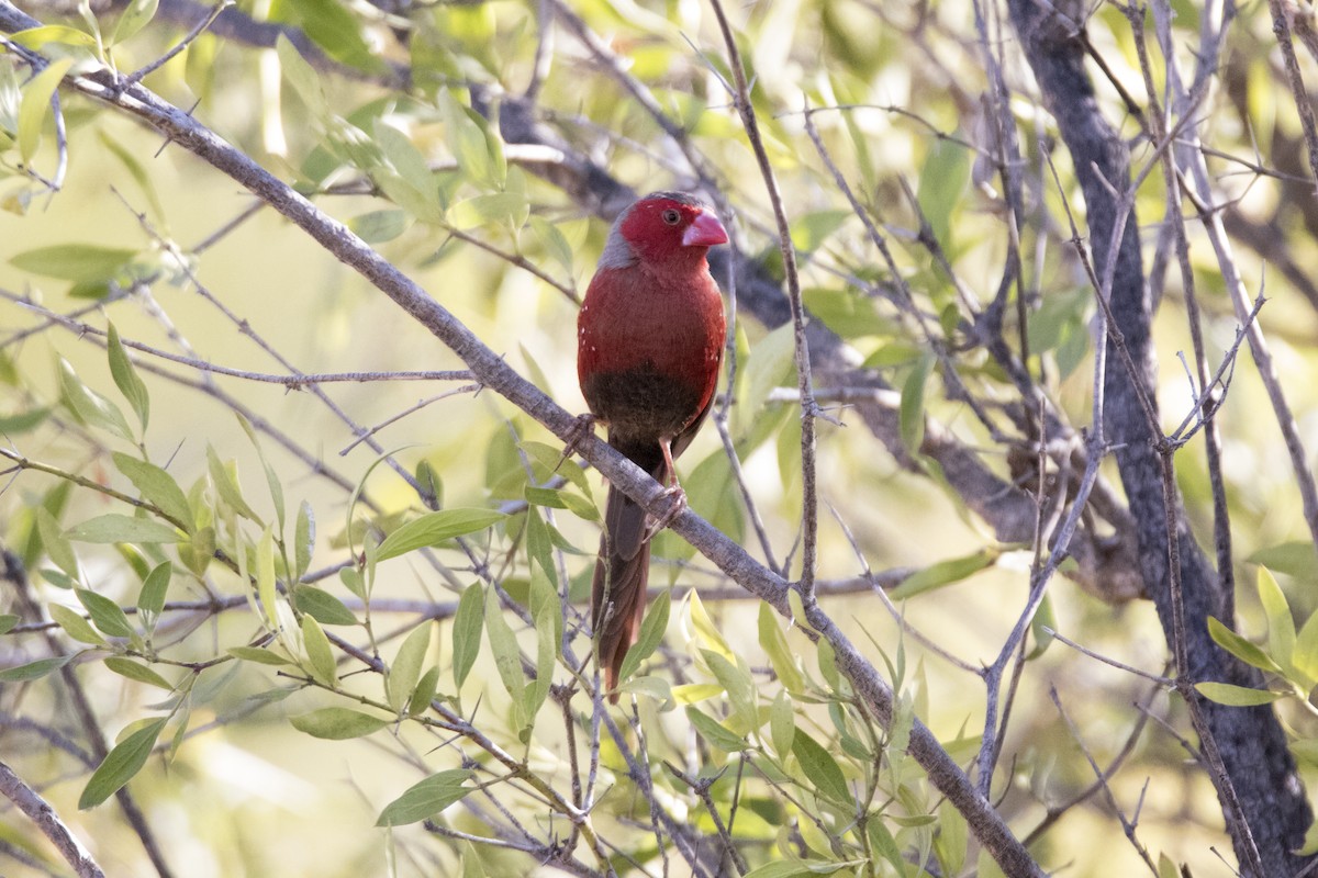 Crimson Finch - ML163844361