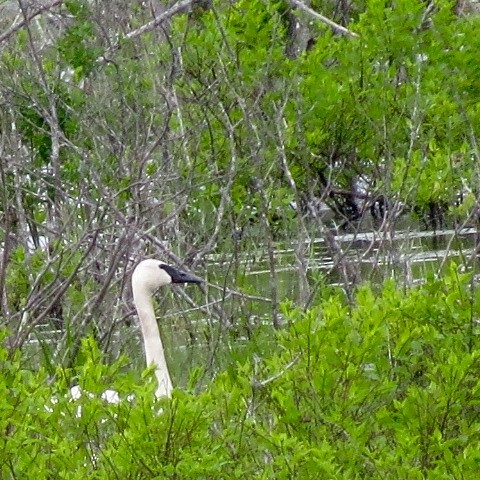 Trumpeter Swan - ML163845441