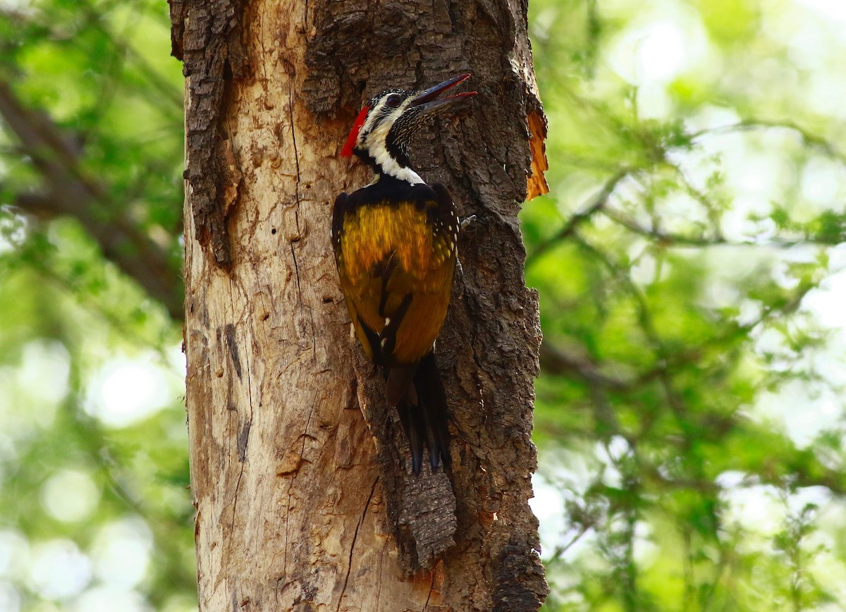 Black-rumped Flameback - Sudhir Herle