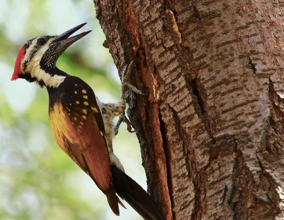 Black-rumped Flameback - Sudhir Herle