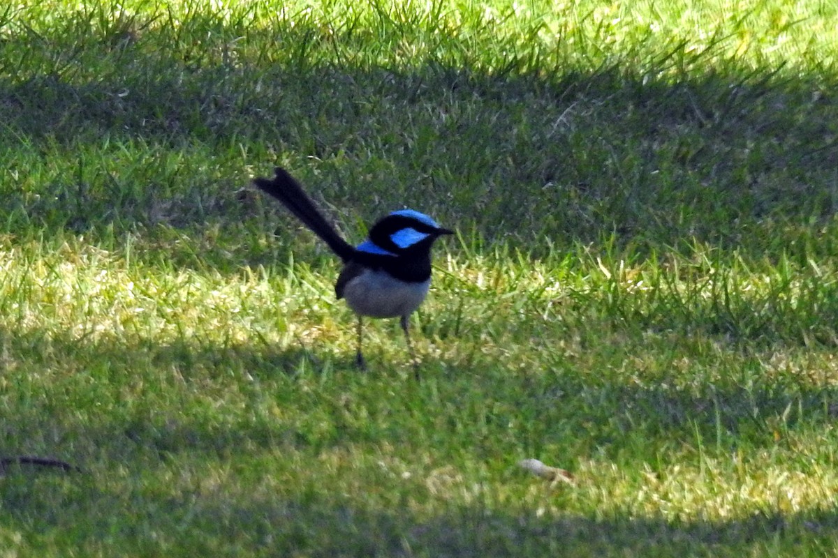 Superb Fairywren - ML163850481