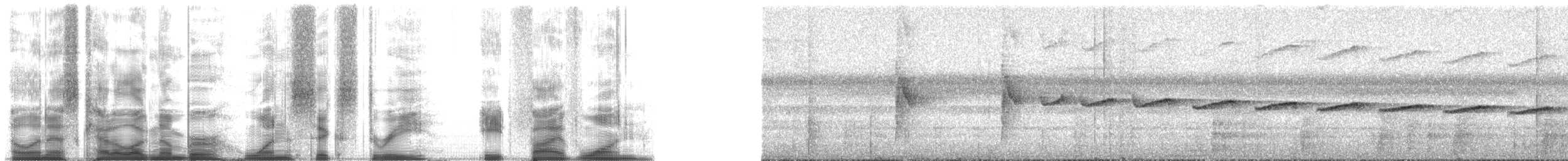 Sclérure obscur (peruvianus) - ML163851