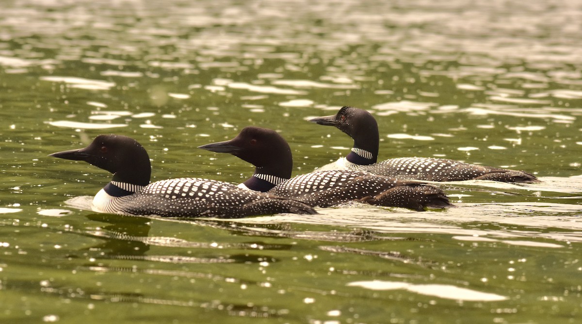 Common Loon - Roger Beardmore