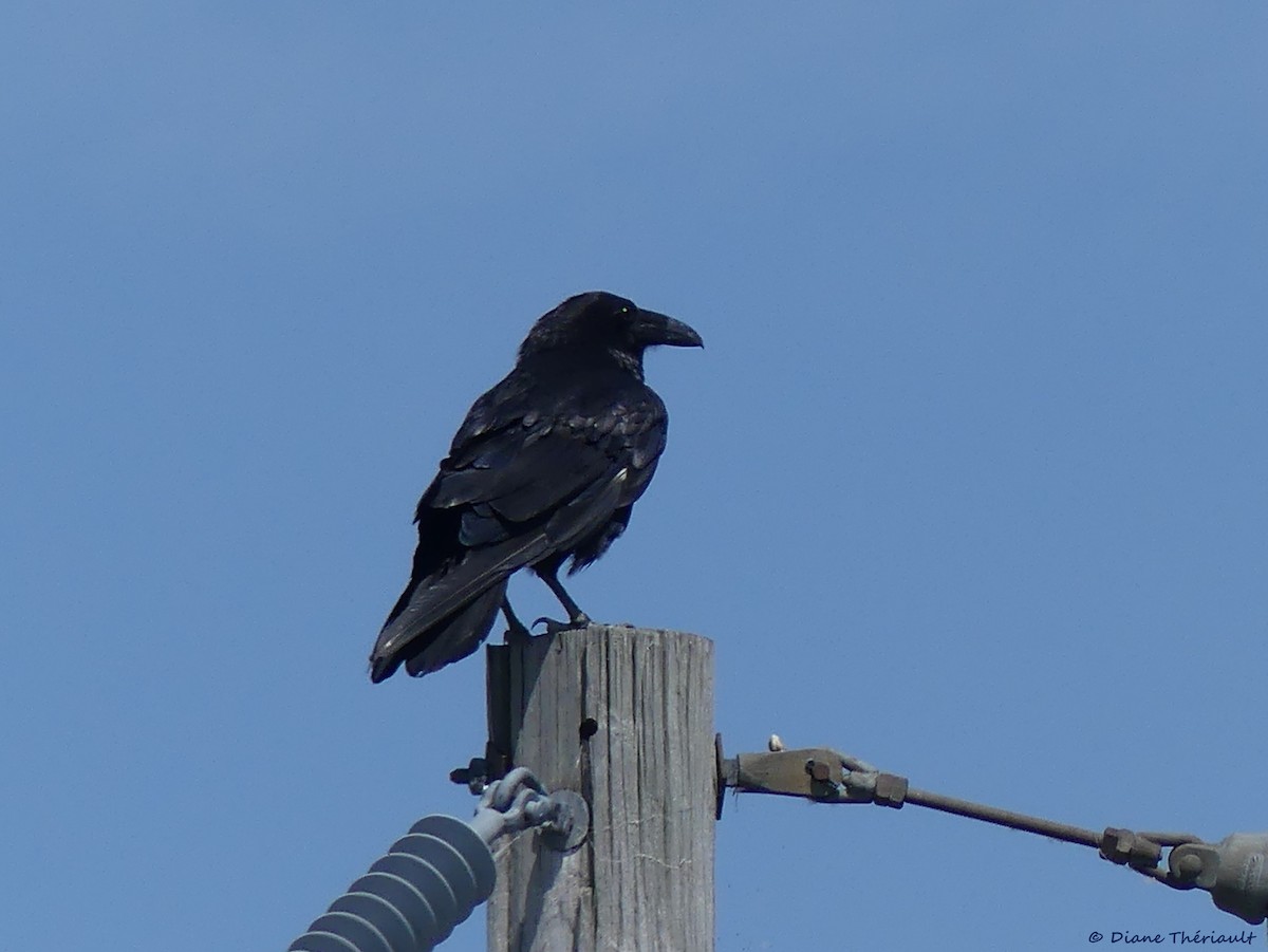 Common Raven - ML163852911