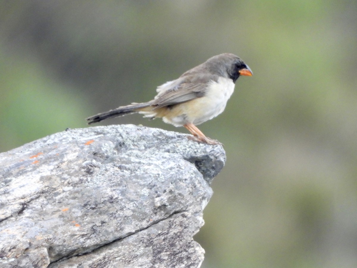 Saltator à gorge noire - ML163852991