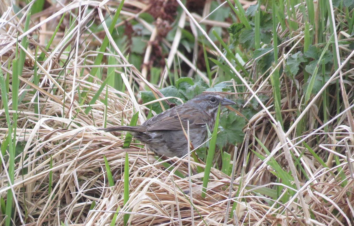 Song Sparrow (sanaka/maxima) - ML163853121