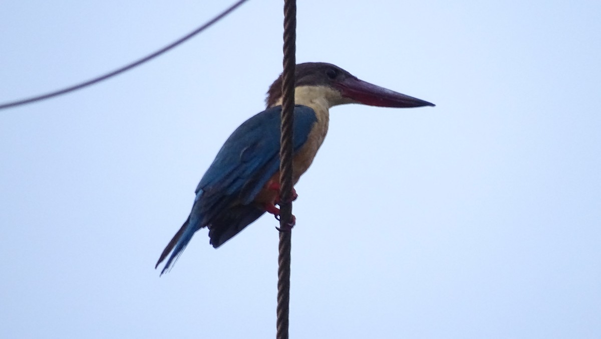 Stork-billed Kingfisher - Pradnyavant Mane