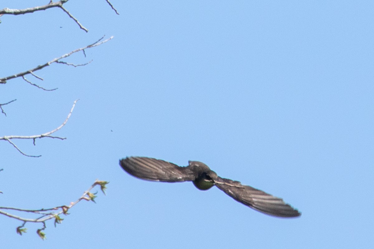 Chimney Swift - Louis Bevier