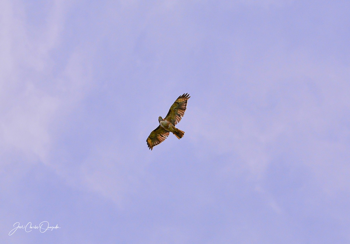 Red-tailed Hawk - ML163855701