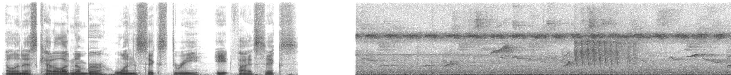 Blaugrau-Ameisenvogel - ML163856