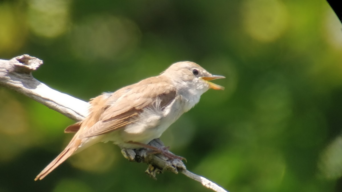 Common Nightingale - ML163858291