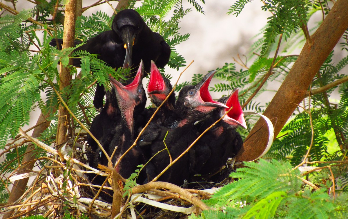 Large-billed Crow - Avani Shukla