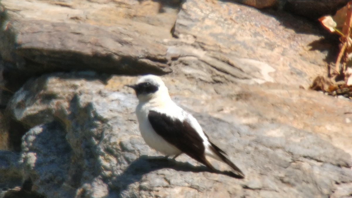 Western Black-eared Wheatear - ML163858421