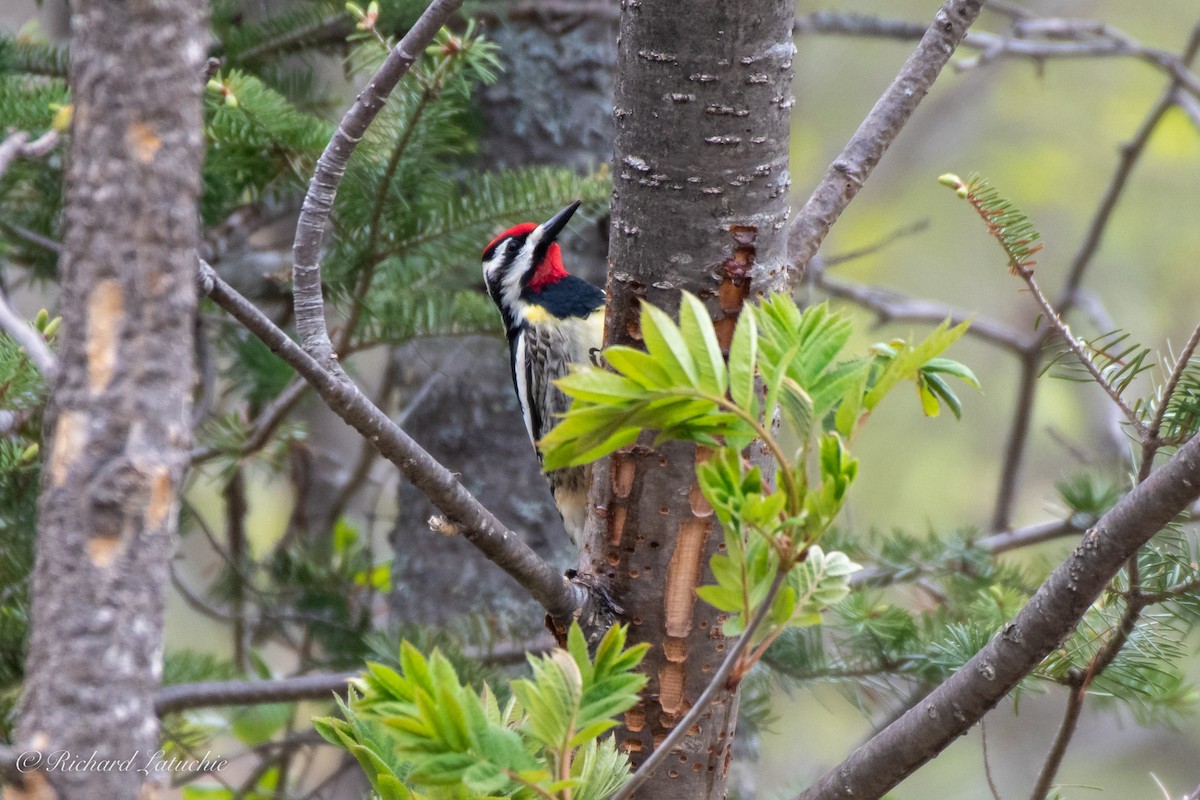 Yellow-bellied Sapsucker - ML163859391