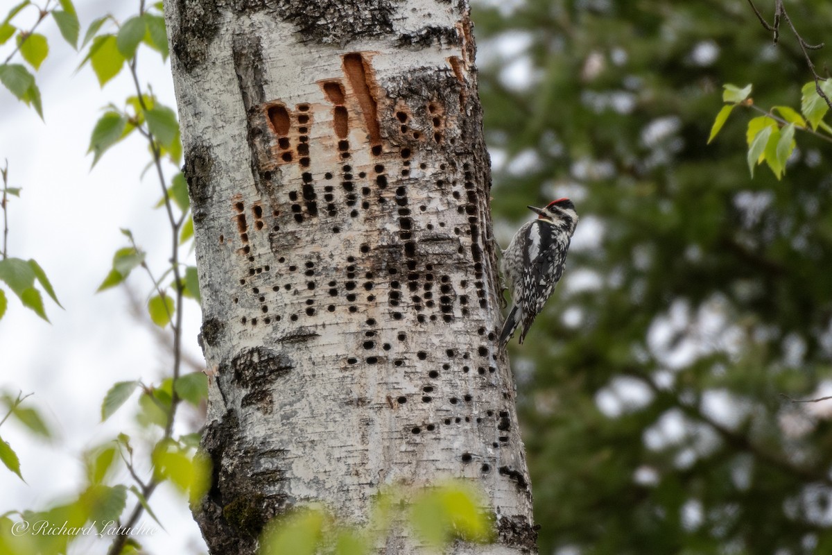 Yellow-bellied Sapsucker - ML163859431