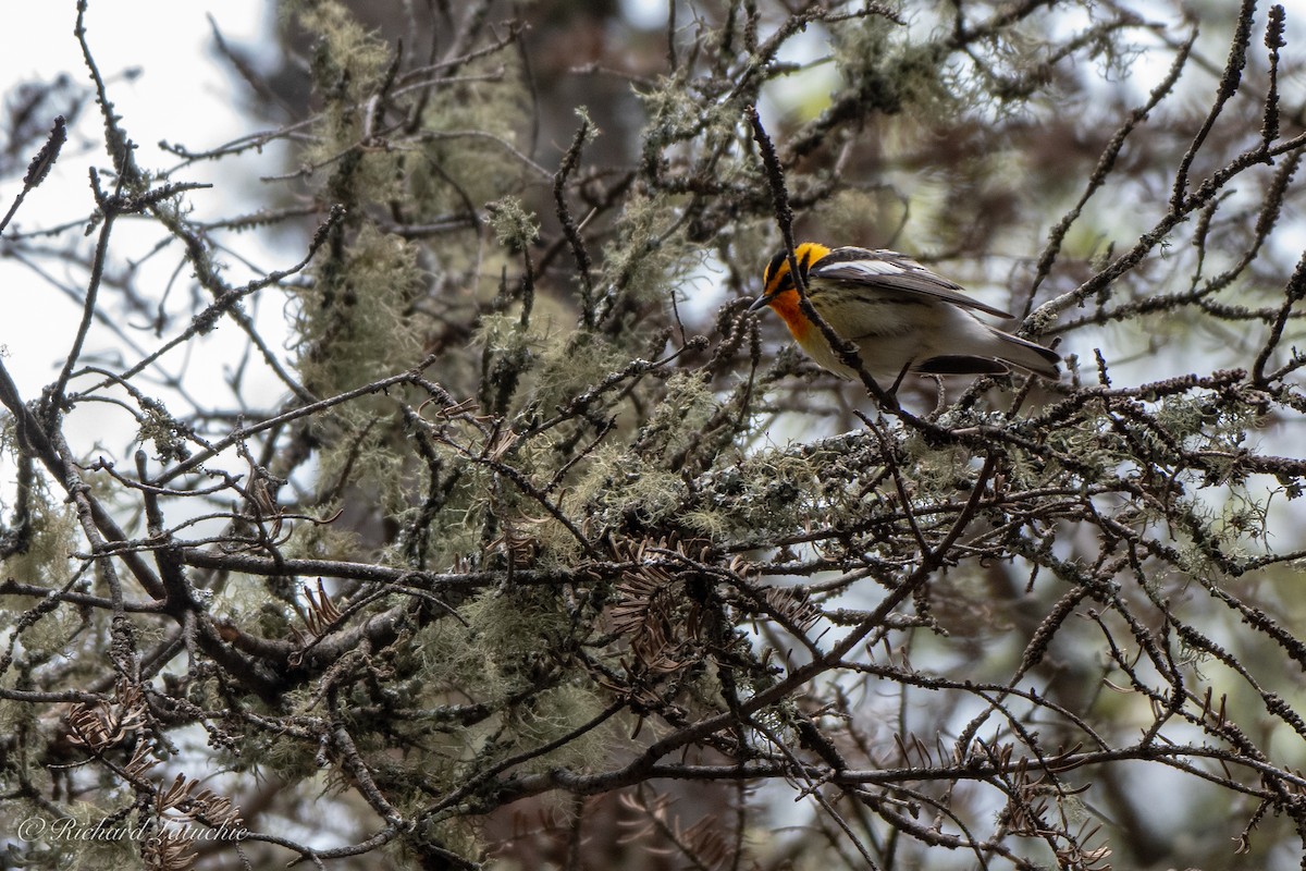 Blackburnian Warbler - ML163859491