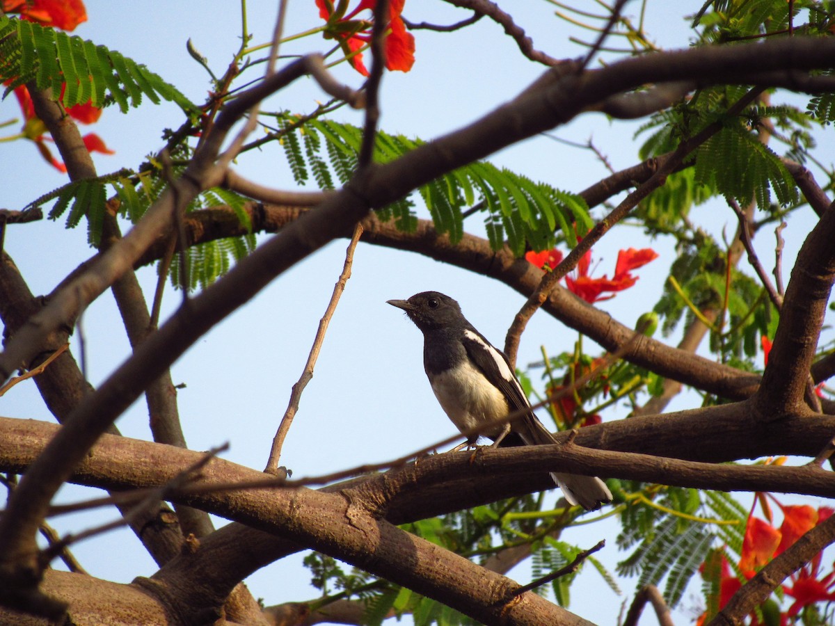 Oriental Magpie-Robin - Avani Shukla