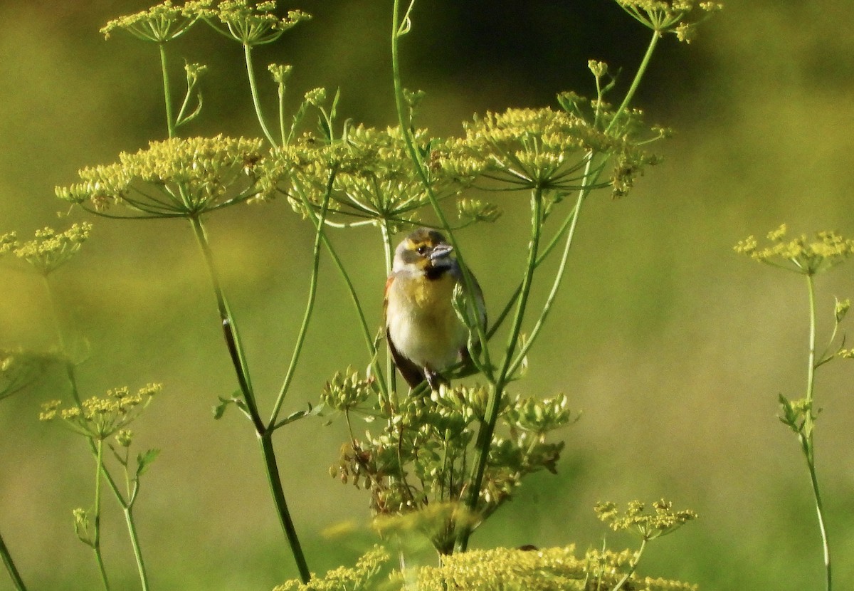 Dickcissel - Lee Funderburg