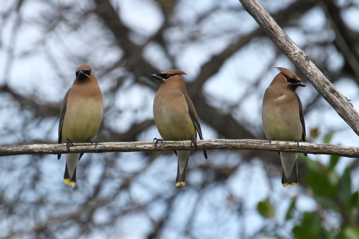 Cedar Waxwing - Daniel Tinoco