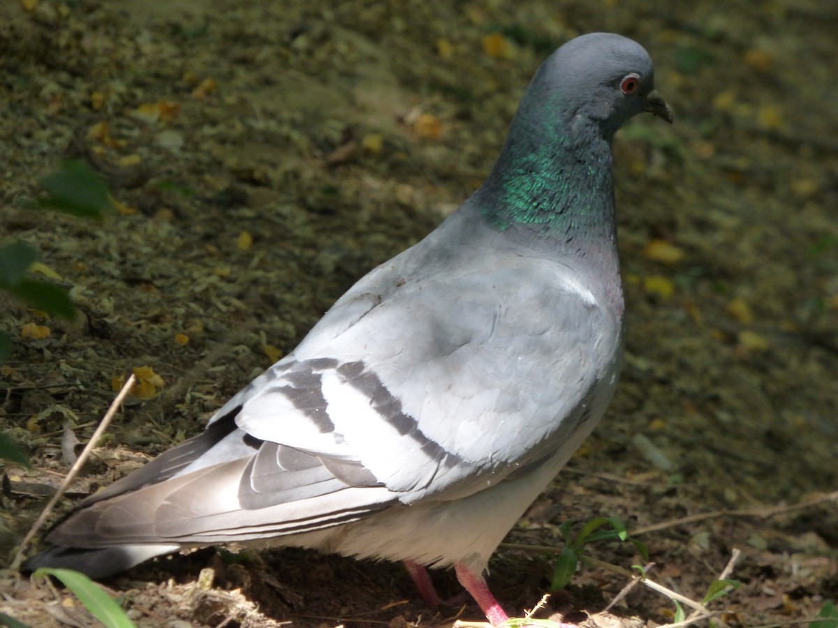 Pigeon des rochers - ML163860901