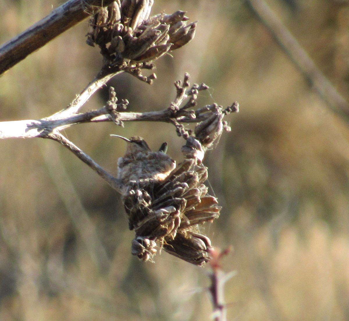 Lucifer Hummingbird - ML163861461