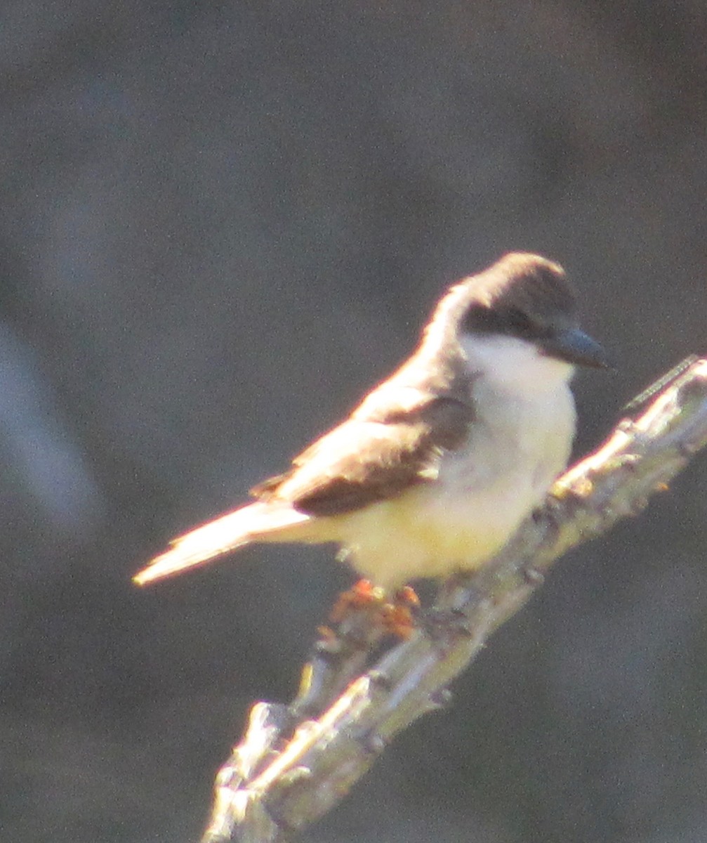 Thick-billed Kingbird - ML163861651