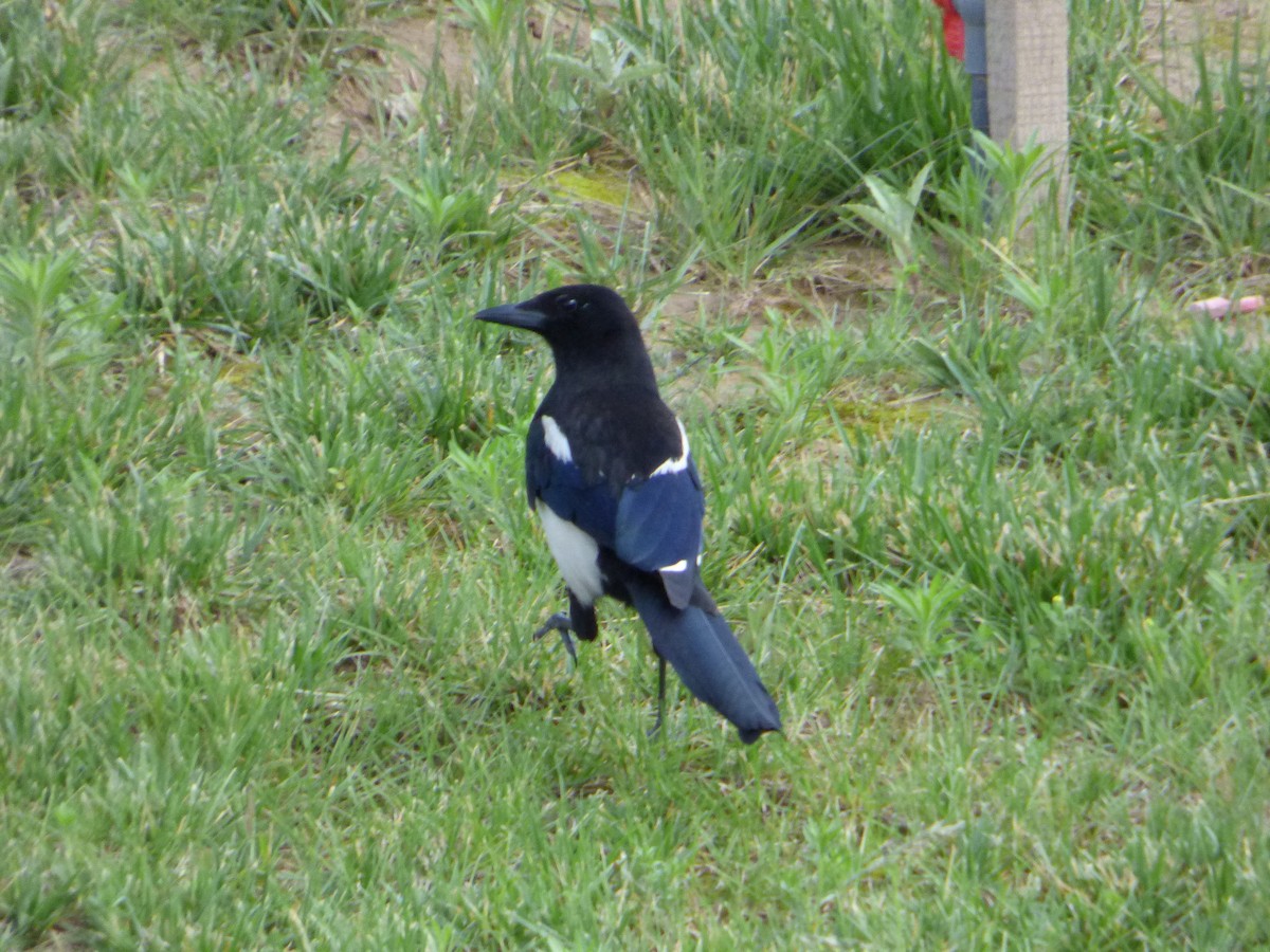 Oriental Magpie - ML163862051