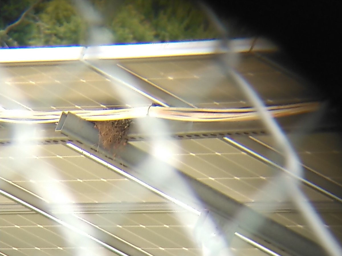 House Finch - ML163864131