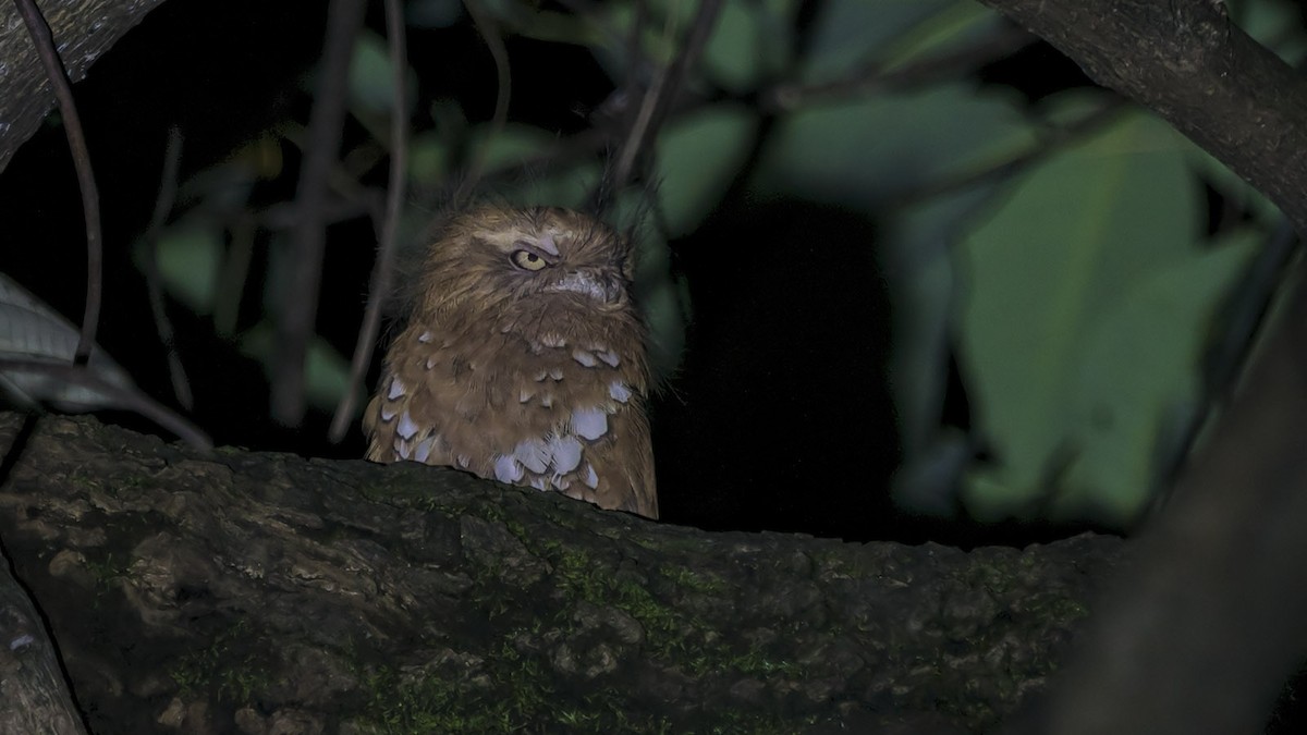 Hodgson's Frogmouth - ML163864761