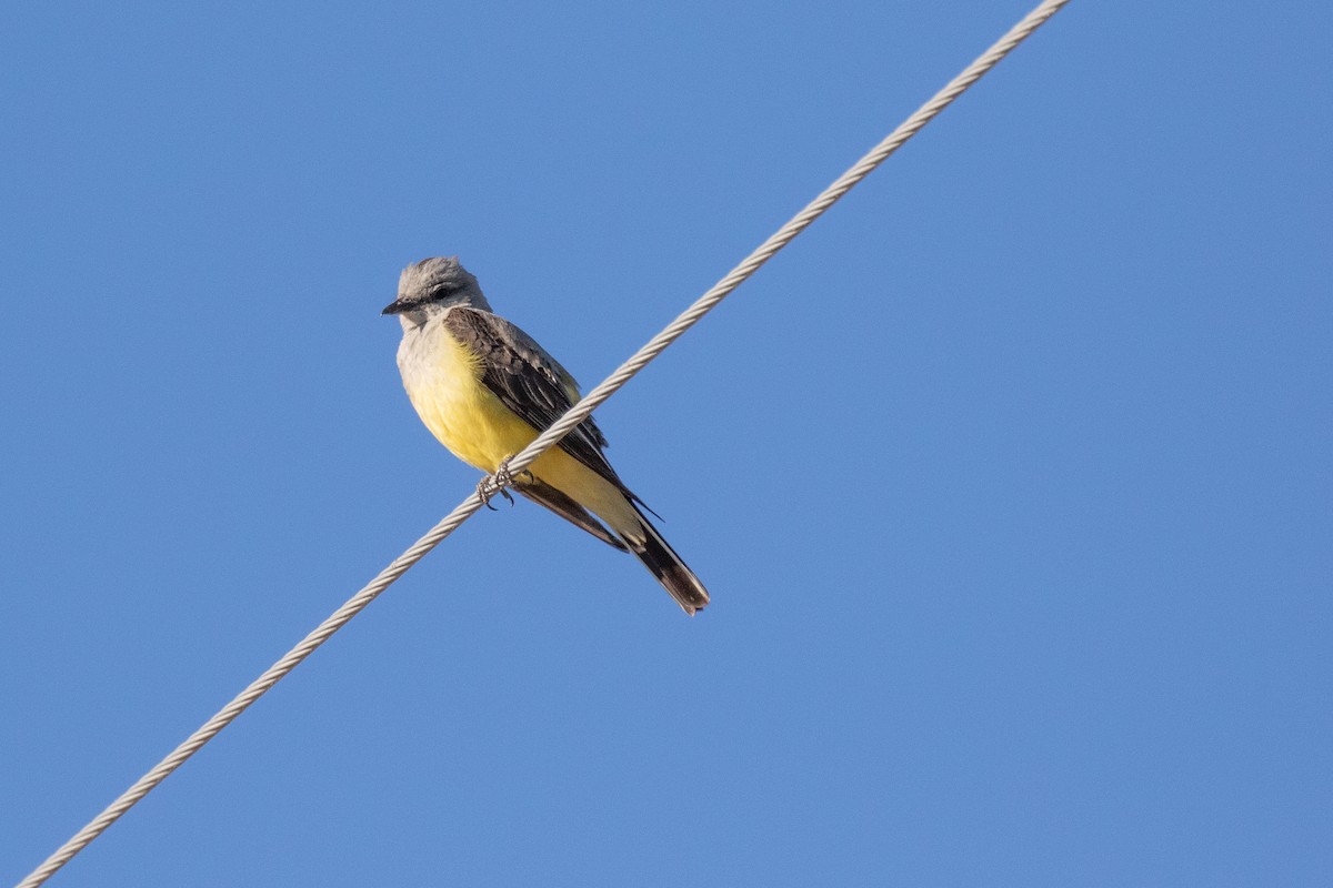 Western Kingbird - ML163865171