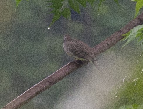 Zebra Dove - Grigory Evtukh