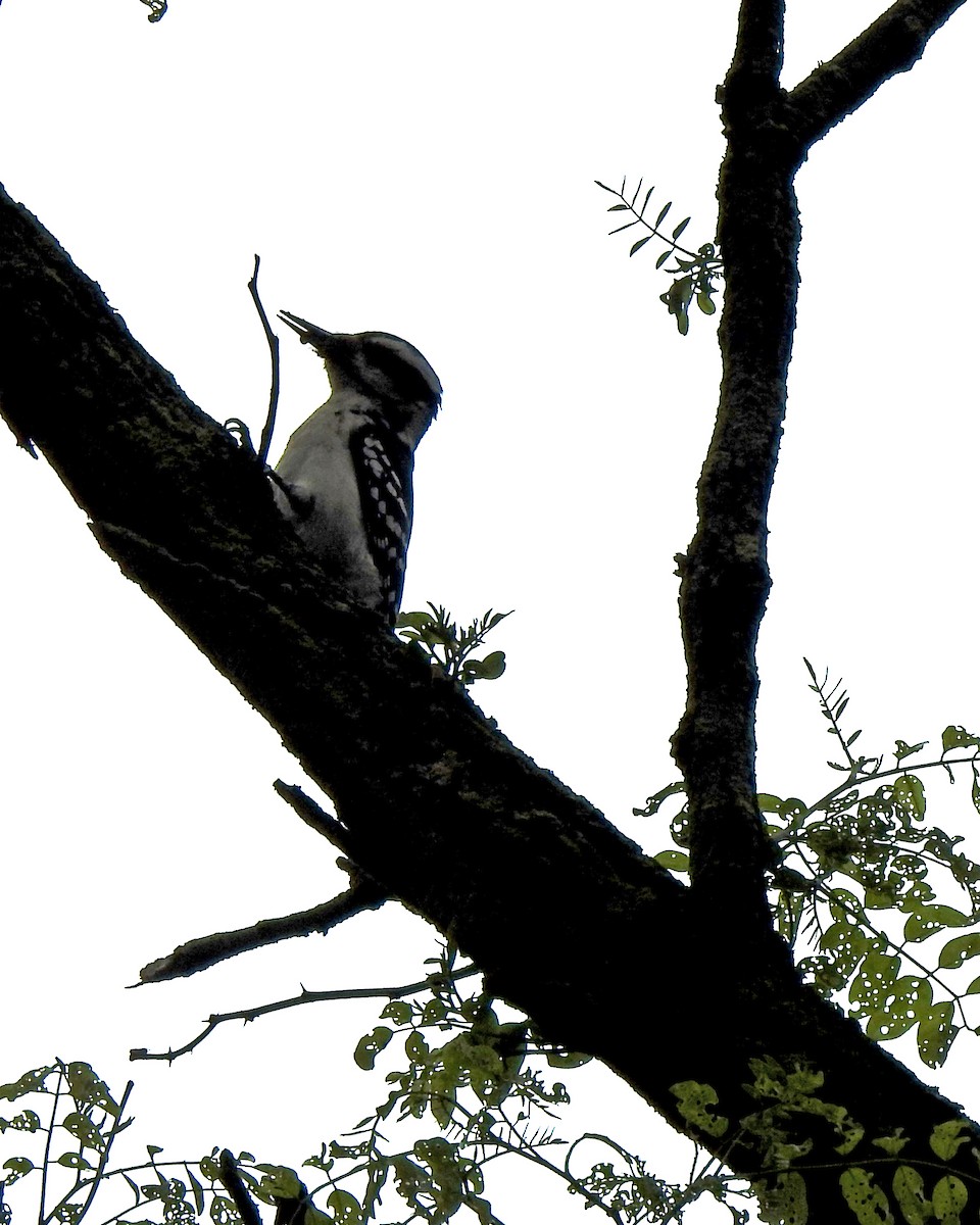 Hairy Woodpecker - ML163866151