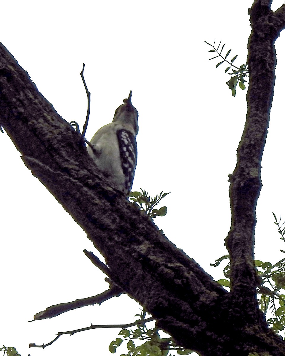 Hairy Woodpecker - ML163866161