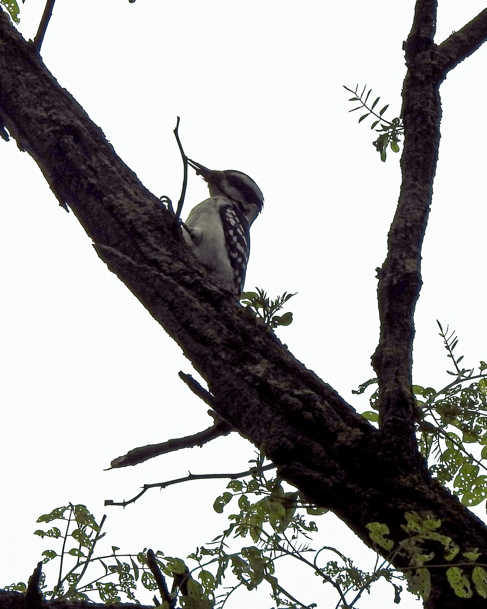 Hairy Woodpecker - ML163866171