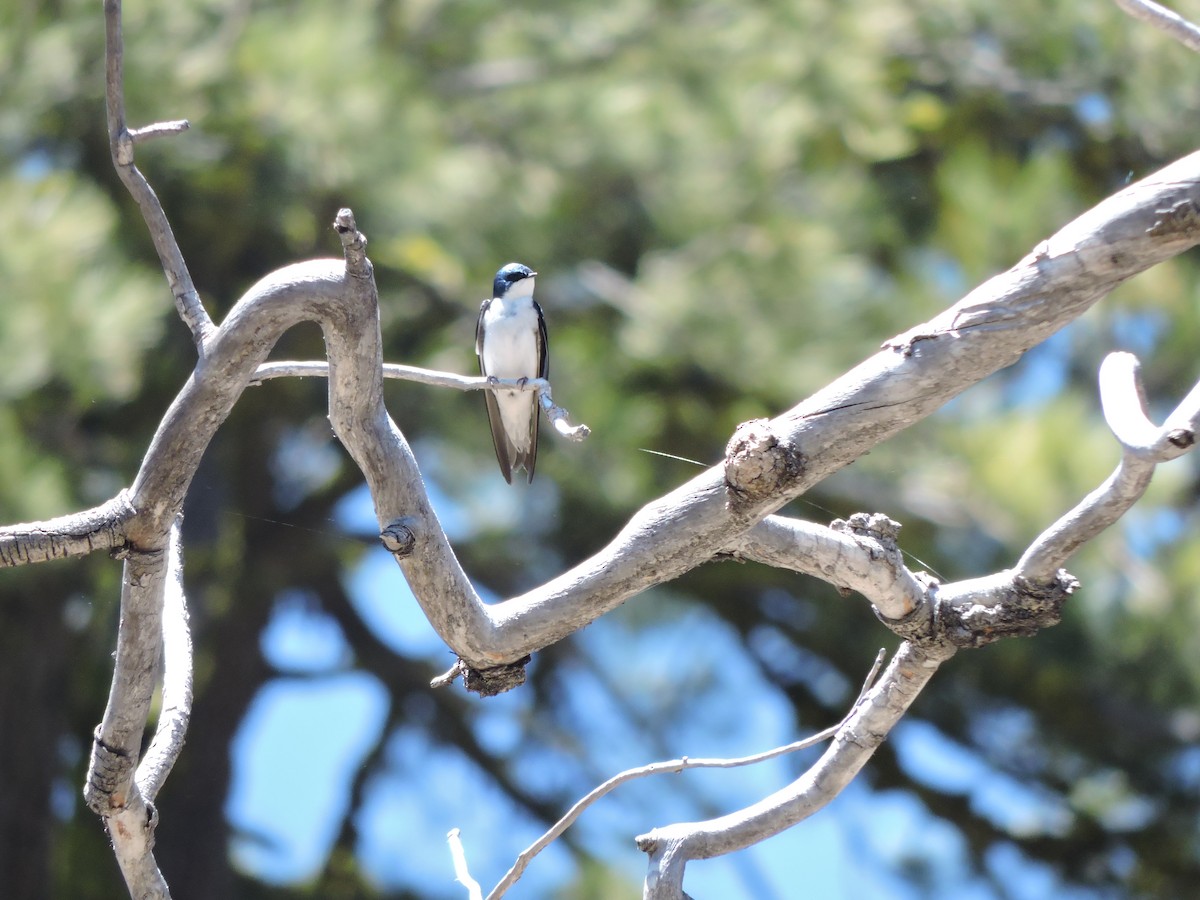 Golondrina Bicolor - ML163867181