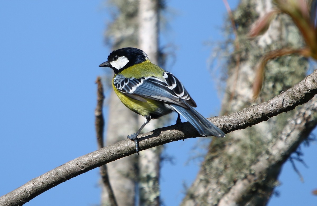 Green-backed Tit - ML163867461