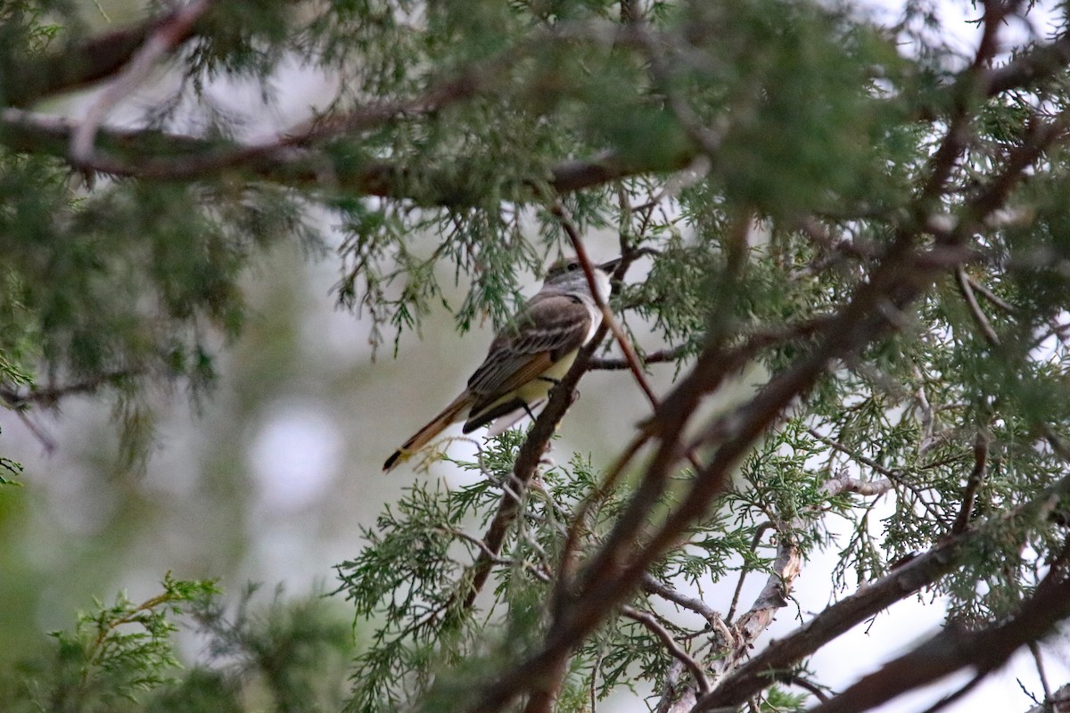 Ash-throated Flycatcher - ML163867481